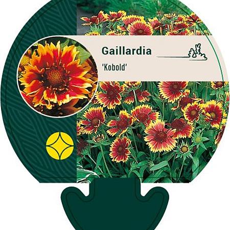 Gaillardia 'Kobold' Pot 9 cm