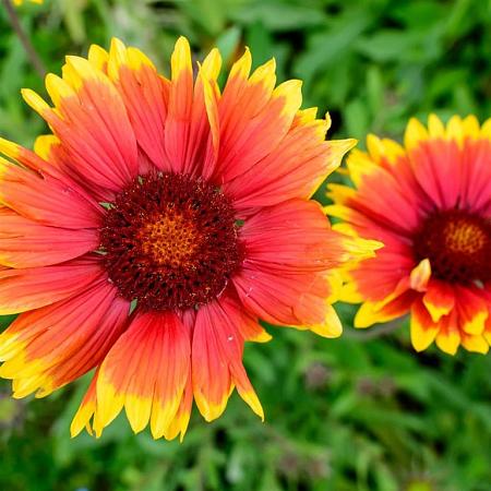 Gaillardia 'Kobold' Pot 9 cm