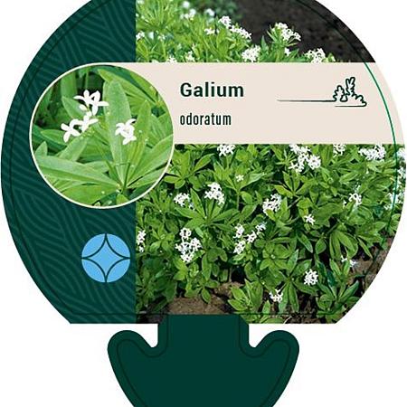 Galium odoratum Pot 9 cm