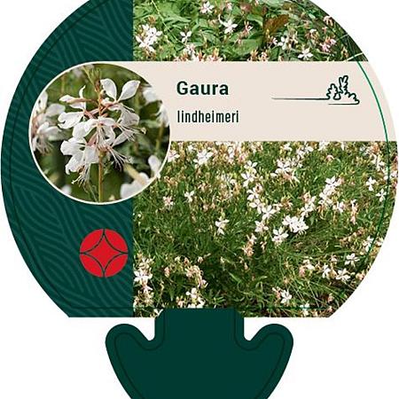 Gaura lindheimeri Pot 9 cm
