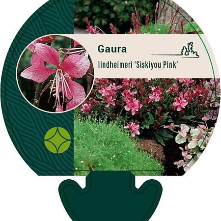 Gaura l. 'Siskiyou Pink' Pot 9 cm