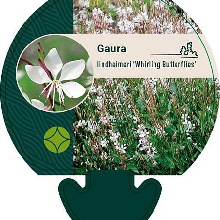 Gaura l. 'Whirling Butterflies' Pot 9 cm
