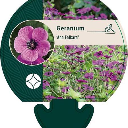 Geranium 'Ann Folkard' Pot 9 cm