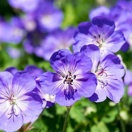 Geranium 'Azure Rush' Pot 9 cm