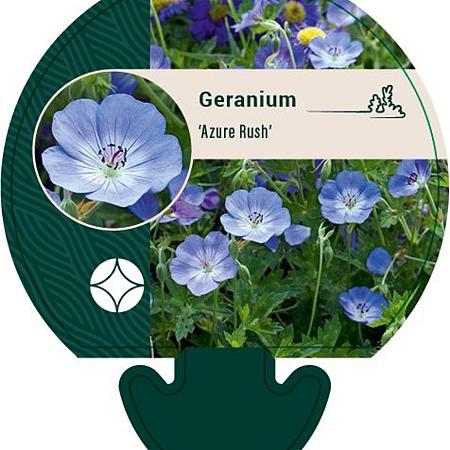 Geranium 'Azure Rush' Pot 9 cm