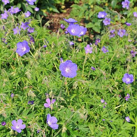 Geranium 'Brookside' Pot 9 cm