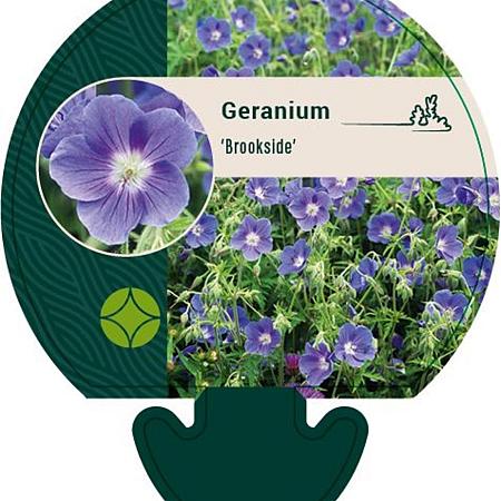 Geranium 'Brookside' Pot 9 cm