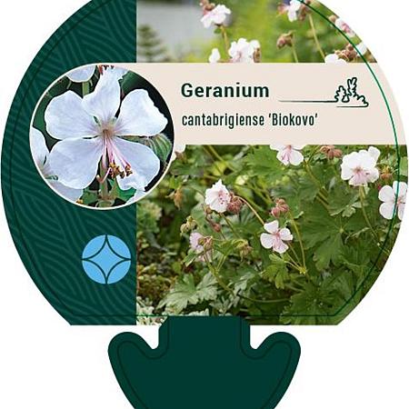 Geranium cant. 'Biokovo' Pot 9 cm
