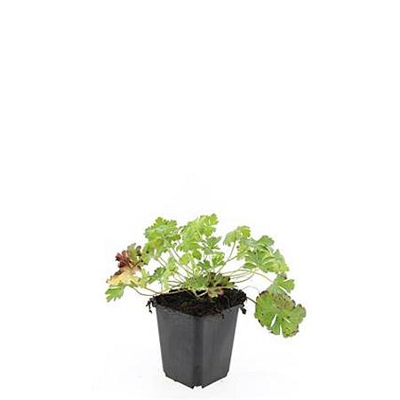 Geranium cant. 'Biokovo' Pot 9 cm