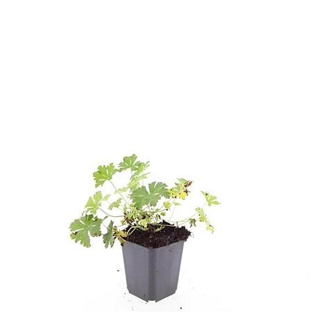 Geranium cant. 'Biokovo' Pot 9 cm