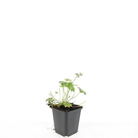 Geranium cant. 'Biokovo' Pot 9 cm