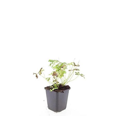 Geranium cant. 'Cambridge' Pot 9 cm