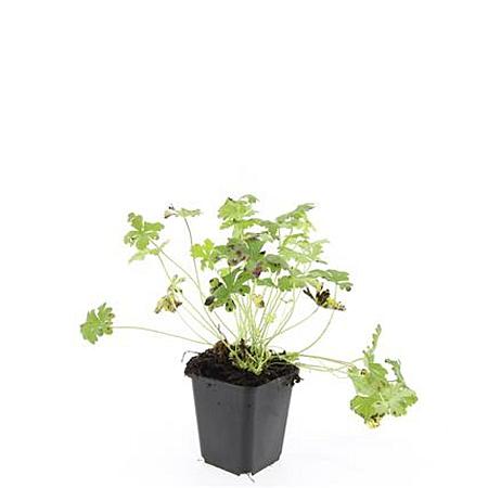 Geranium cant. 'Cambridge' Pot 9 cm