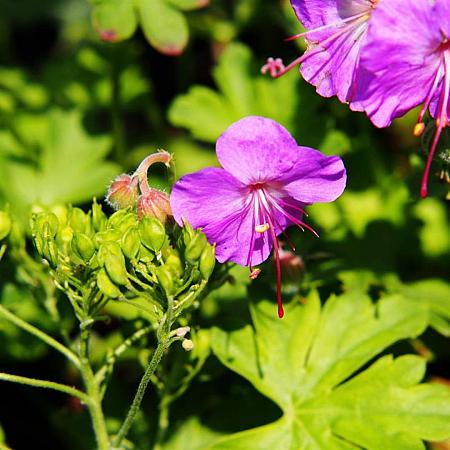 Geranium cant. 'Cambridge' Pot 9 cm