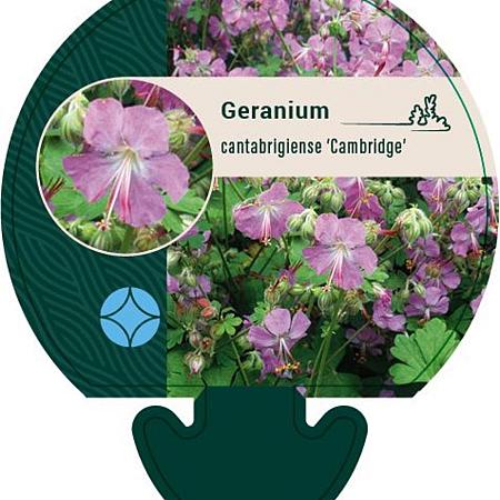 Geranium cant. 'Cambridge' Pot 9 cm