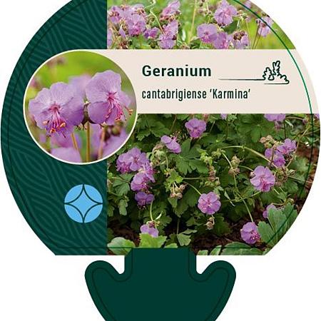 Geranium cant. 'Karmina' Pot 9 cm