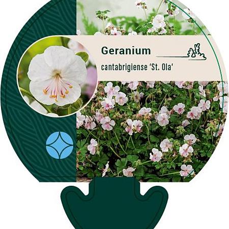 Geranium cant. 'St Ola' Pot 9 cm
