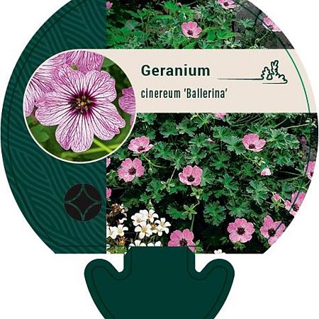 Geranium cin. 'Ballerina' Pot 9 cm