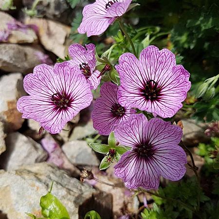 Geranium cin. 'Ballerina' Pot 9 cm
