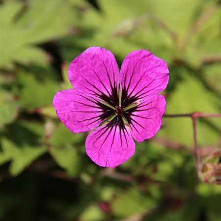 Geranium cin. 'Giuseppii' Pot 9 cm