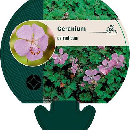 Geranium dalmaticum Pot 9 cm
