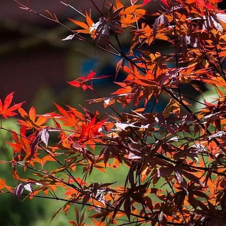 Acer japonicum 'Aconitifolium' Pot 15 liter 100 - 125 cm