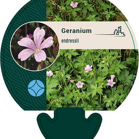 Geranium endressii Pot 9 cm