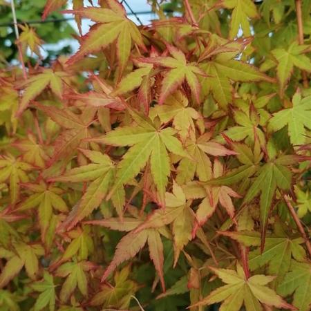 Acer pal. 'Bi-hoo' Pot 20 Liter 125 - 150 cm