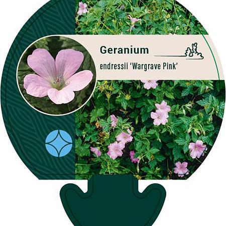 Geranium endressii 'Wargrave Pink' Pot 9 cm