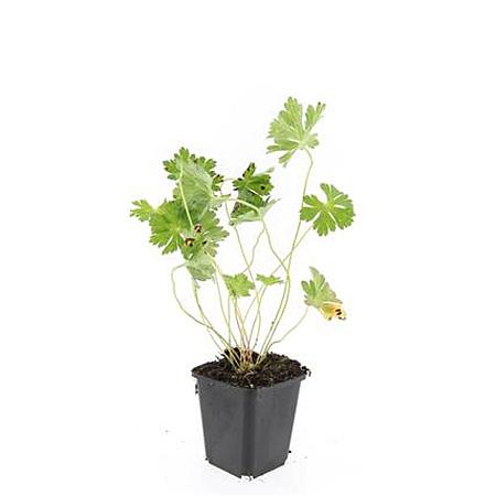 Geranium Rozanne Pot 9 cm