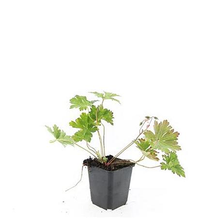 Geranium Rozanne Pot 9 cm