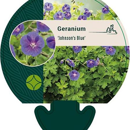 Geranium 'Johnson's Blue' Pot 9 cm