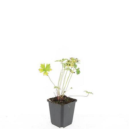 Geranium 'Johnson's Blue' Pot 9 cm