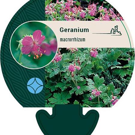 Geranium macrorrhizum Pot 9 cm