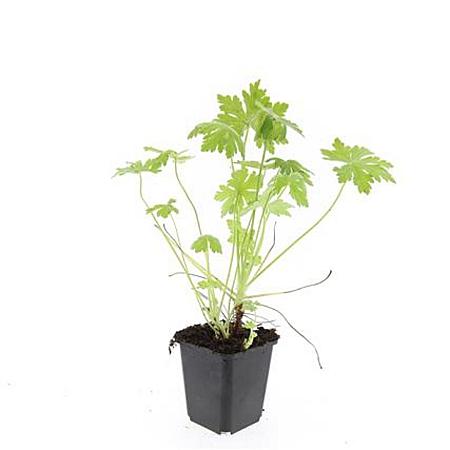 Geranium macrorrhizum Pot 9 cm