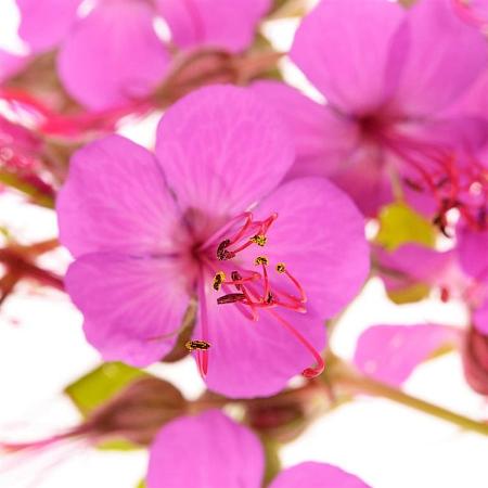Geranium macrorrhizum Pot 9 cm