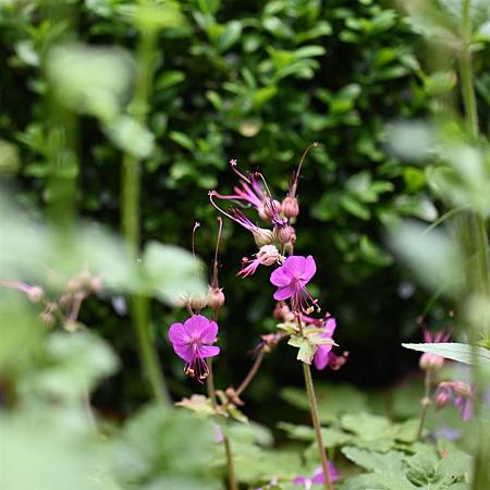 Geranium macr. 'Bevan's Variety' Pot 9 cm