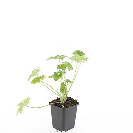 Geranium macr. 'Bevan's Variety' Pot 9 cm