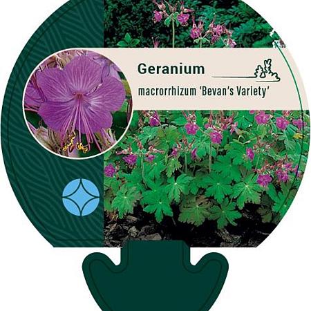 Geranium macr. 'Bevan's Variety' Pot 9 cm