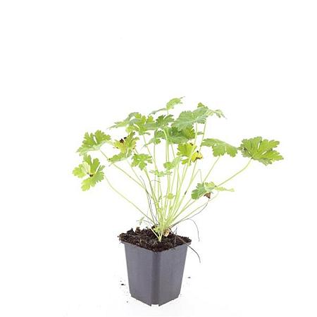 Geranium macr. 'Czakor' Pot 9 cm