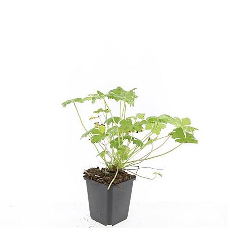 Geranium macr. 'Czakor' Pot 9 cm