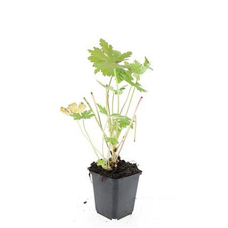 Geranium macr. 'Ingwersen's Var.' Pot 9 cm