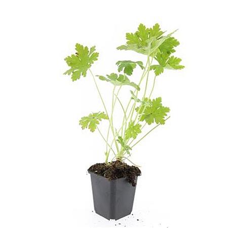 Geranium macr. 'Ingwersen's Var.' Pot 9 cm