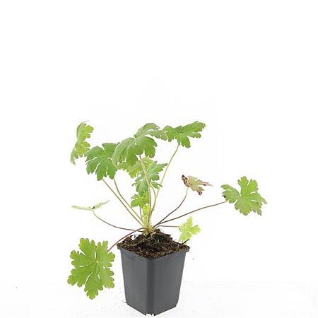 Geranium macr. 'Ingwersen's Var.' Pot 9 cm