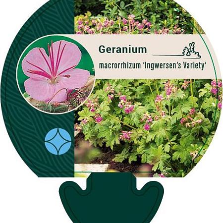 Geranium macr. 'Ingwersen's Var.' Pot 9 cm