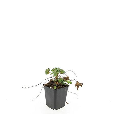 Geranium macr. 'Ingwersen's Var.' Pot 9 cm
