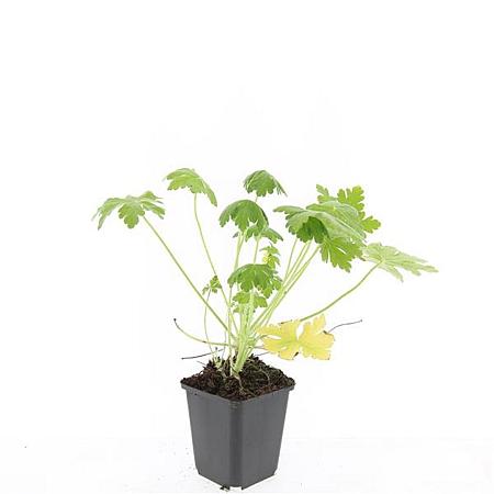 Geranium macr. 'Spessart' Pot 9 cm