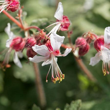 Geranium macr. 'Spessart' Pot 9 cm