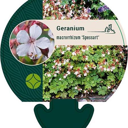 Geranium macr. 'Spessart' Pot 9 cm