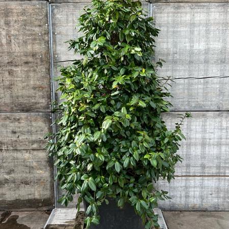 Camellia japonica Pot 110 liter 200 - 250 cm